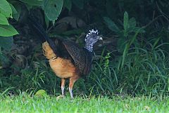 Great Curassow